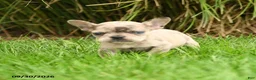 French Bulldog dogs for sale: Hadly - Ad 2