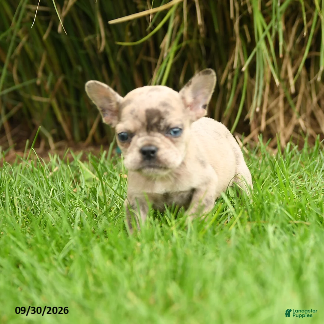 French Bulldog dogs for sale: Hadly - Ad 2