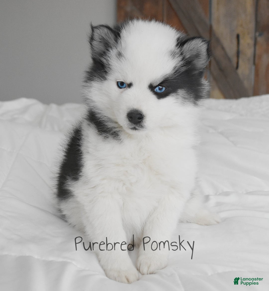 Pomsky dogs for sale: Bandit - Ad 4