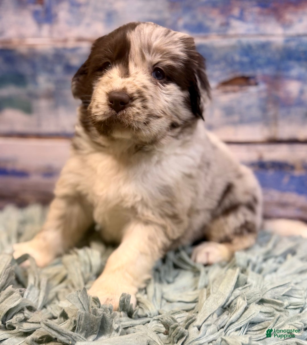 Mixed Breed dogs for sale: Sterling OFA DNA  - Ad 11