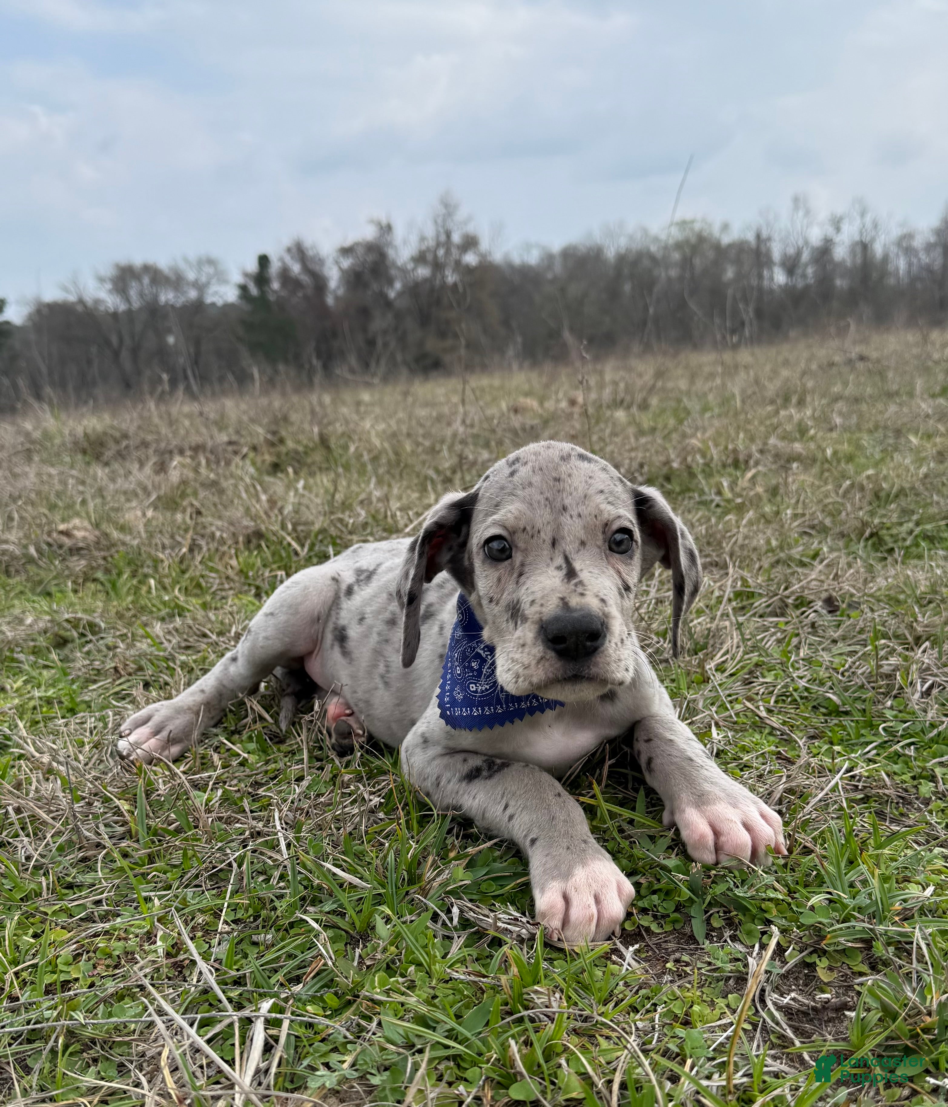 Great Dane dogs Willis Great Dane Puppy 2 - Ad 2