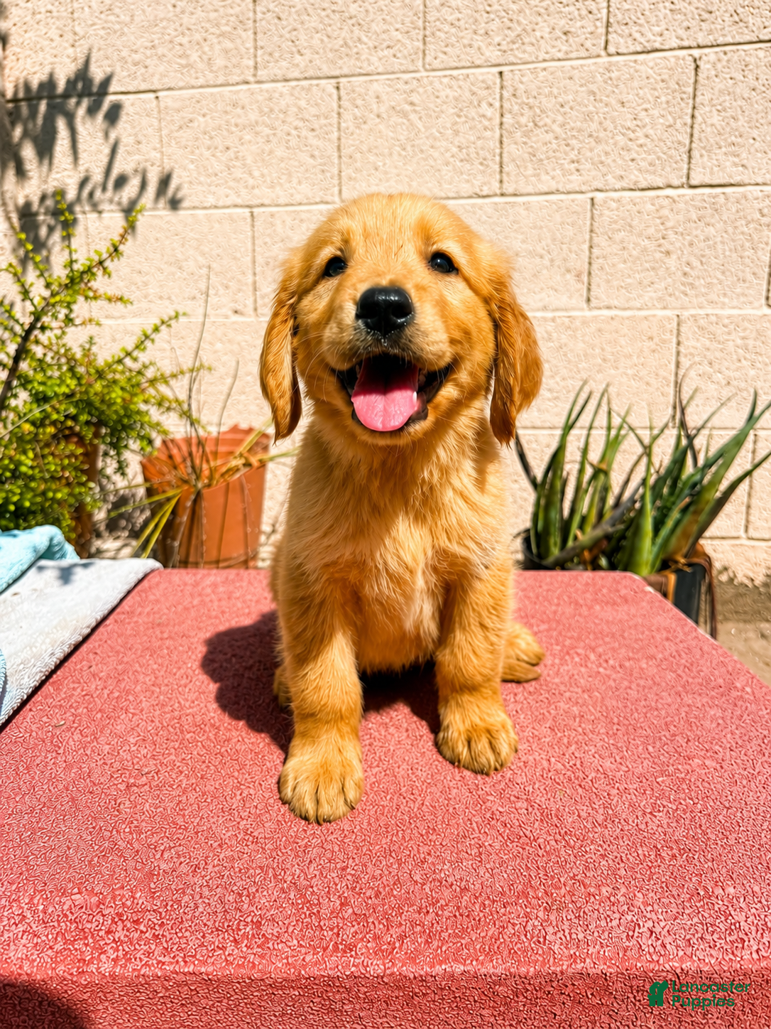 Golden Retriever dogs Golden Retriever 1 - Ad 2