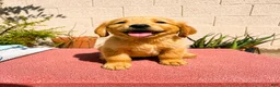 Golden Retriever dogs for sale: Golden Retriever 1 - Ad 2