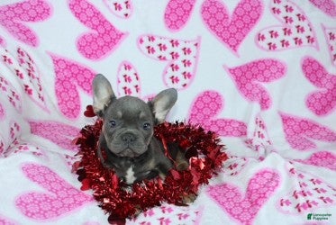 French Bulldog dogs Bruno - Ad 42
