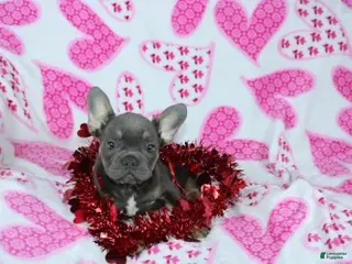 French Bulldog dogs Bruno - Ad 42