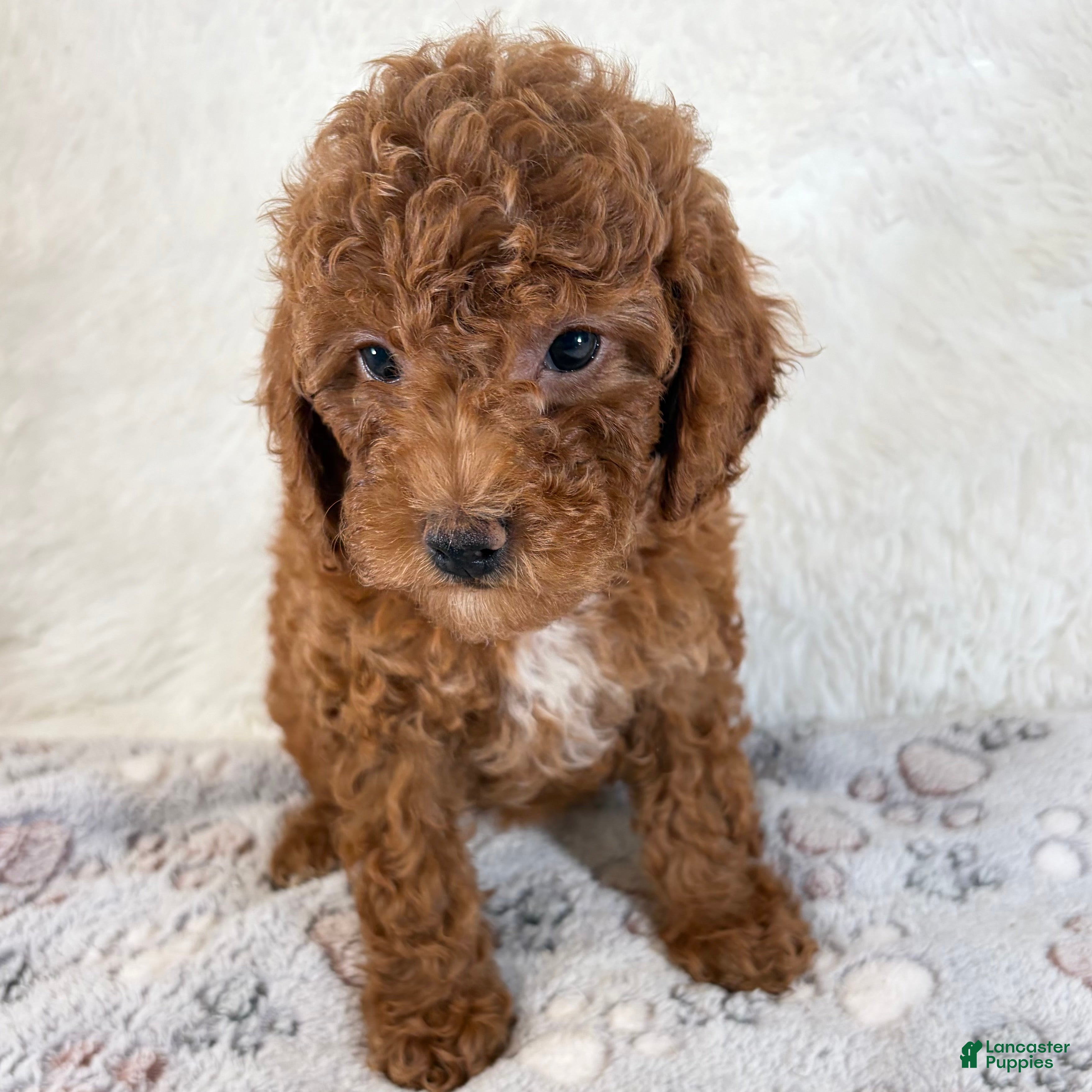 Toy Poodle dogs Zoe - Ad 15