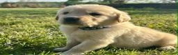Golden Retriever dogs for sale: Rainy  - Ad 4