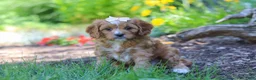 Cavapoo dogs for sale: Princess - Ad 6