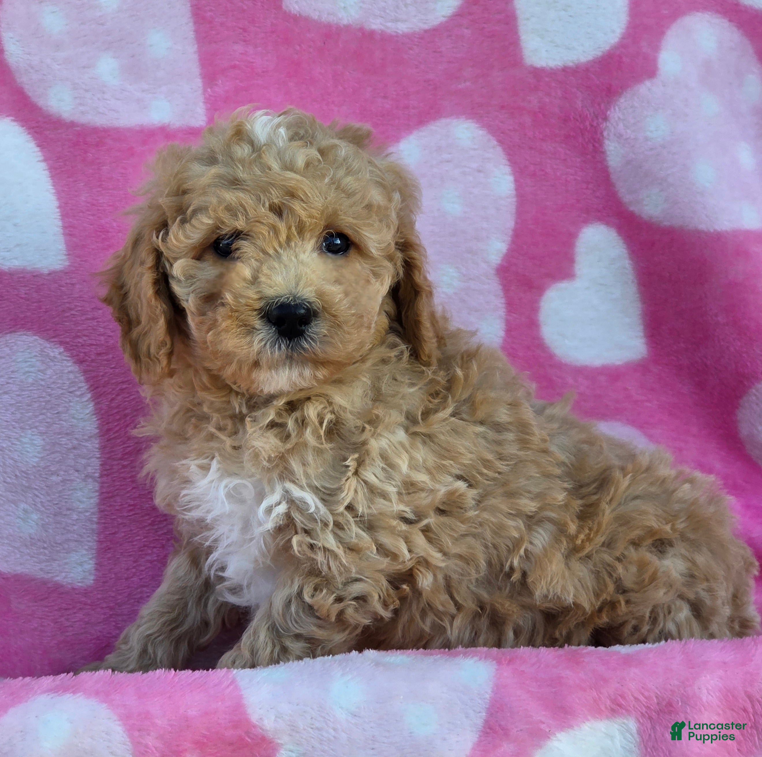 Mini Goldendoodle dogs Fluffy - Ad 27