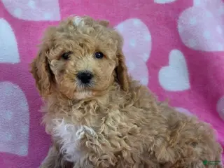 Mini Goldendoodle dogs Fluffy - Ad 25