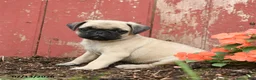 Pug dogs for sale: Koda - Ad 1