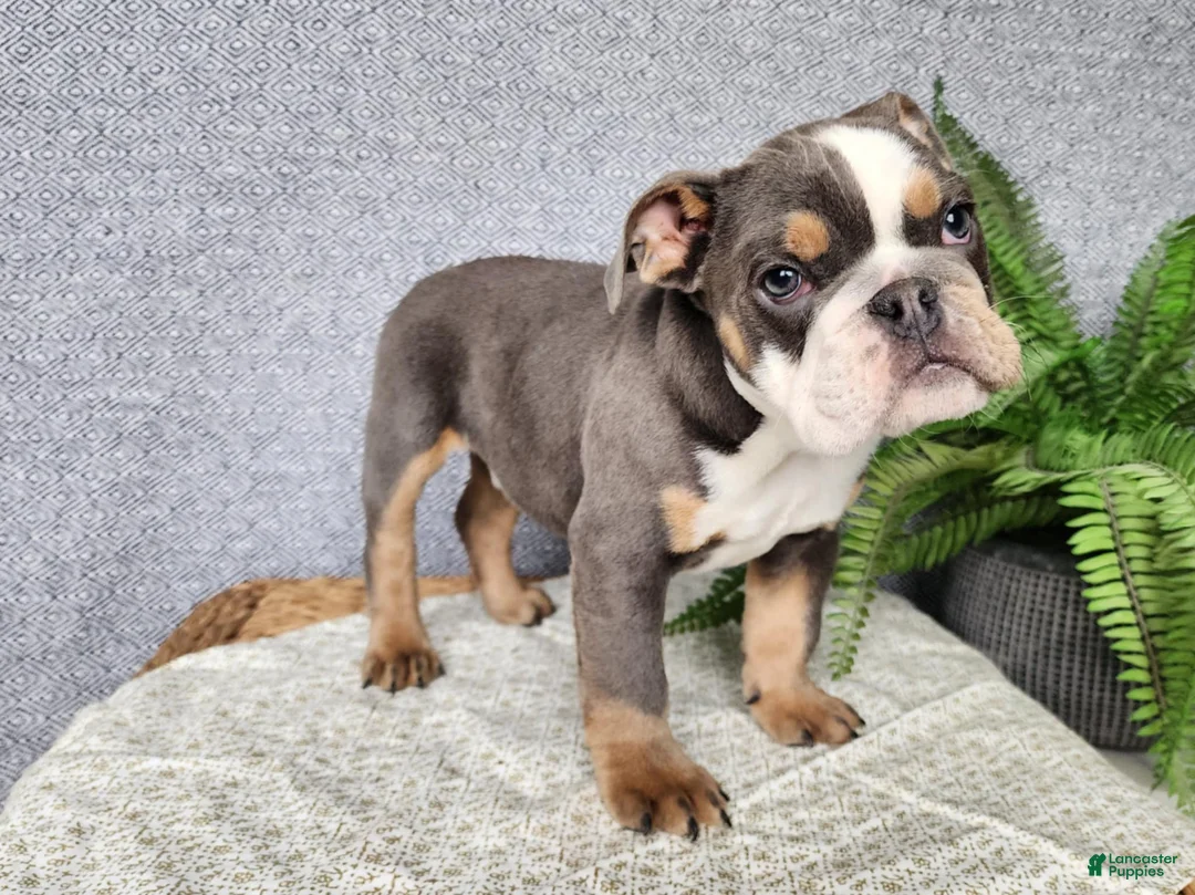 English Bulldog dogs for sale: Elliot - Ad 2