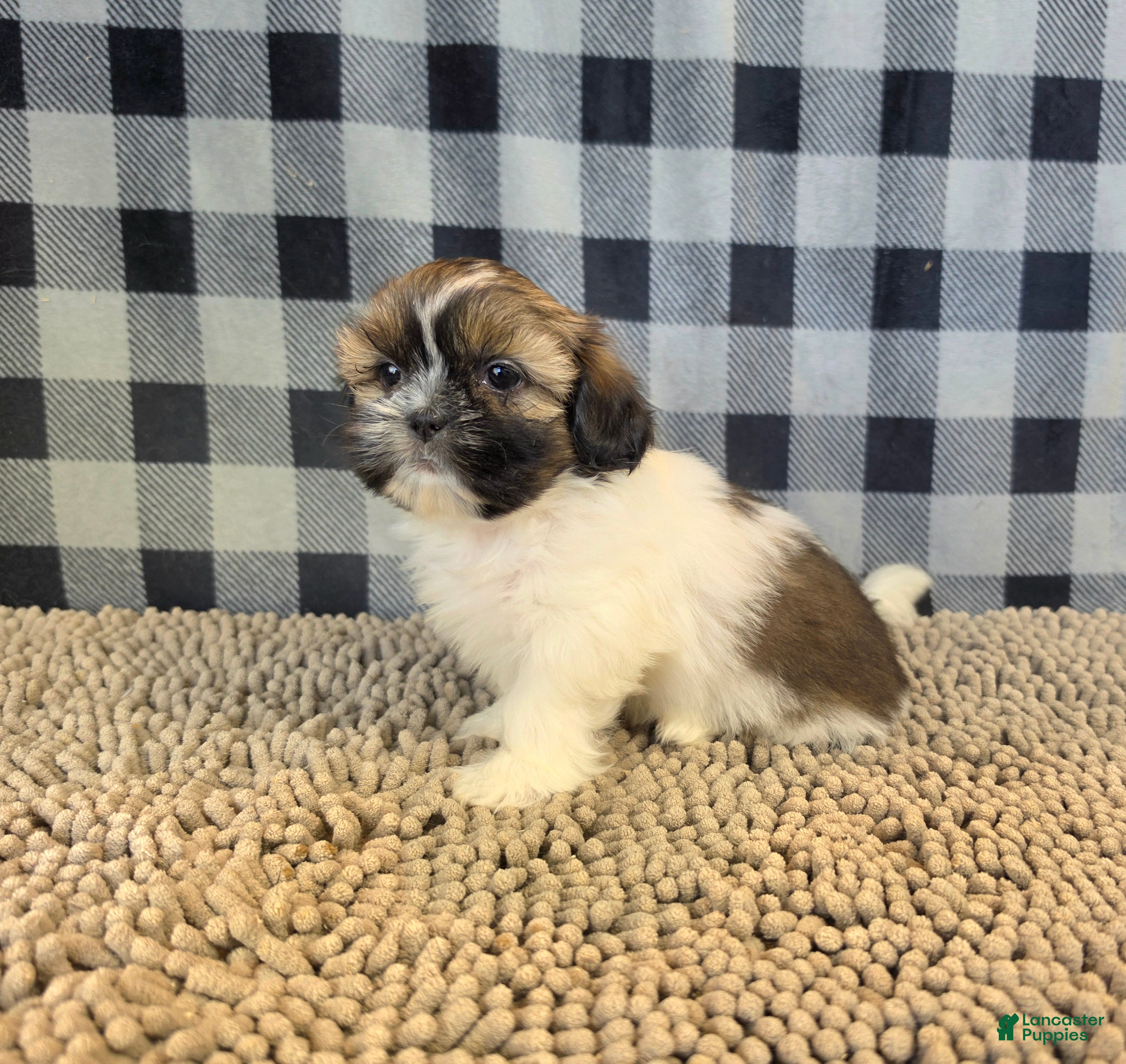 Shih Tzu dogs for sale: Abby - Ad 2