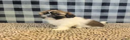 Shih Tzu dogs for sale: Abby - Ad 2