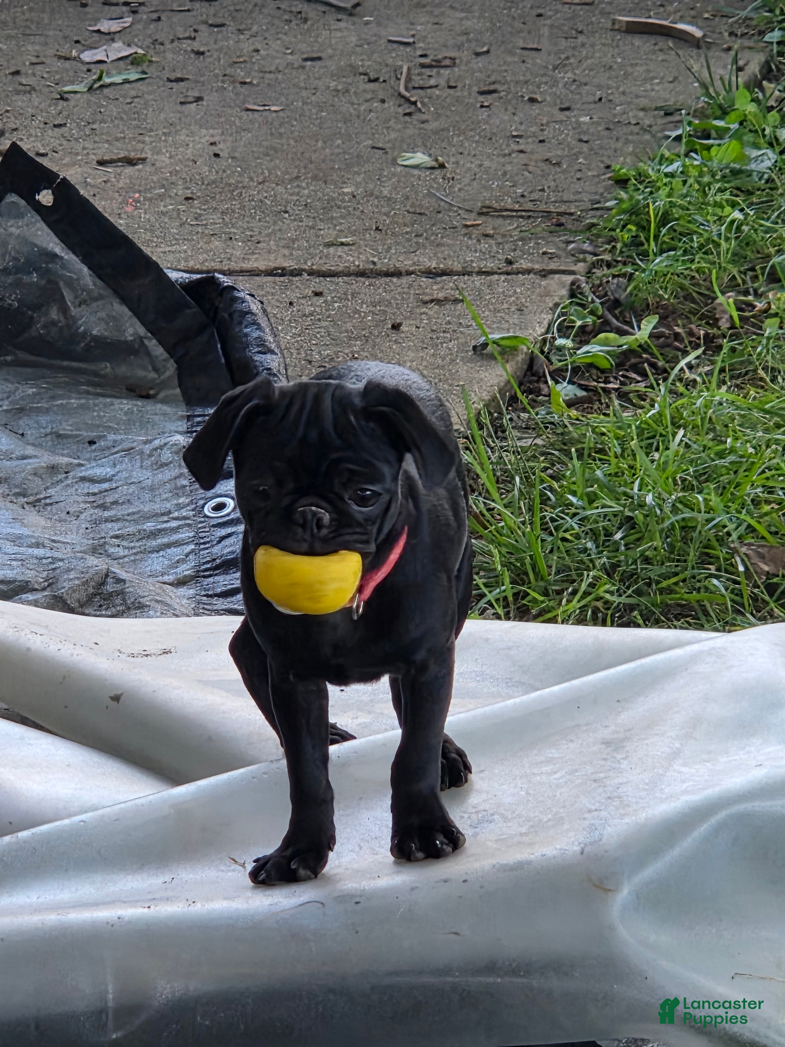 Pug dogs Azalea  - Ad 2
