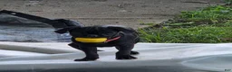 Pug dogs for sale: Azalea  - Ad 2