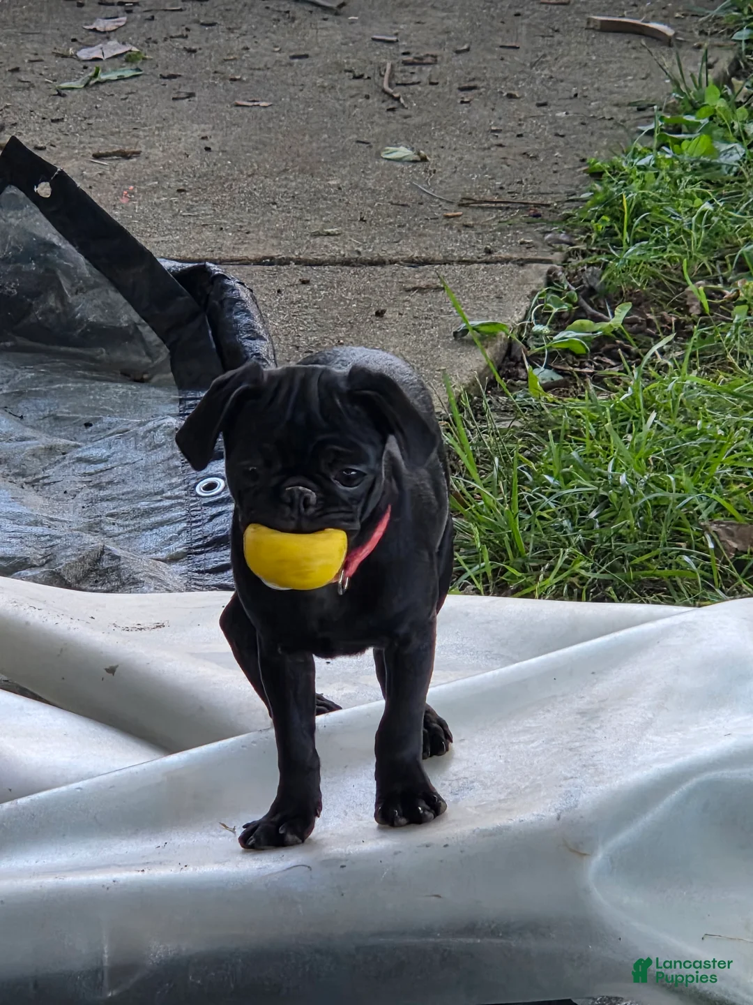 Pug dogs for sale: Azalea  - Ad 2