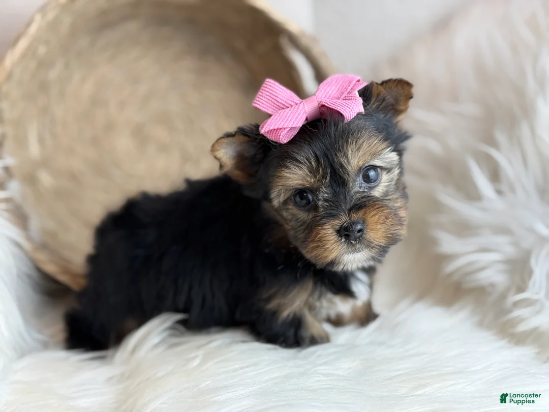 Yorkshire Terrier dogs for sale: Yorkshire Terrier Puppy 1 - Ad 2