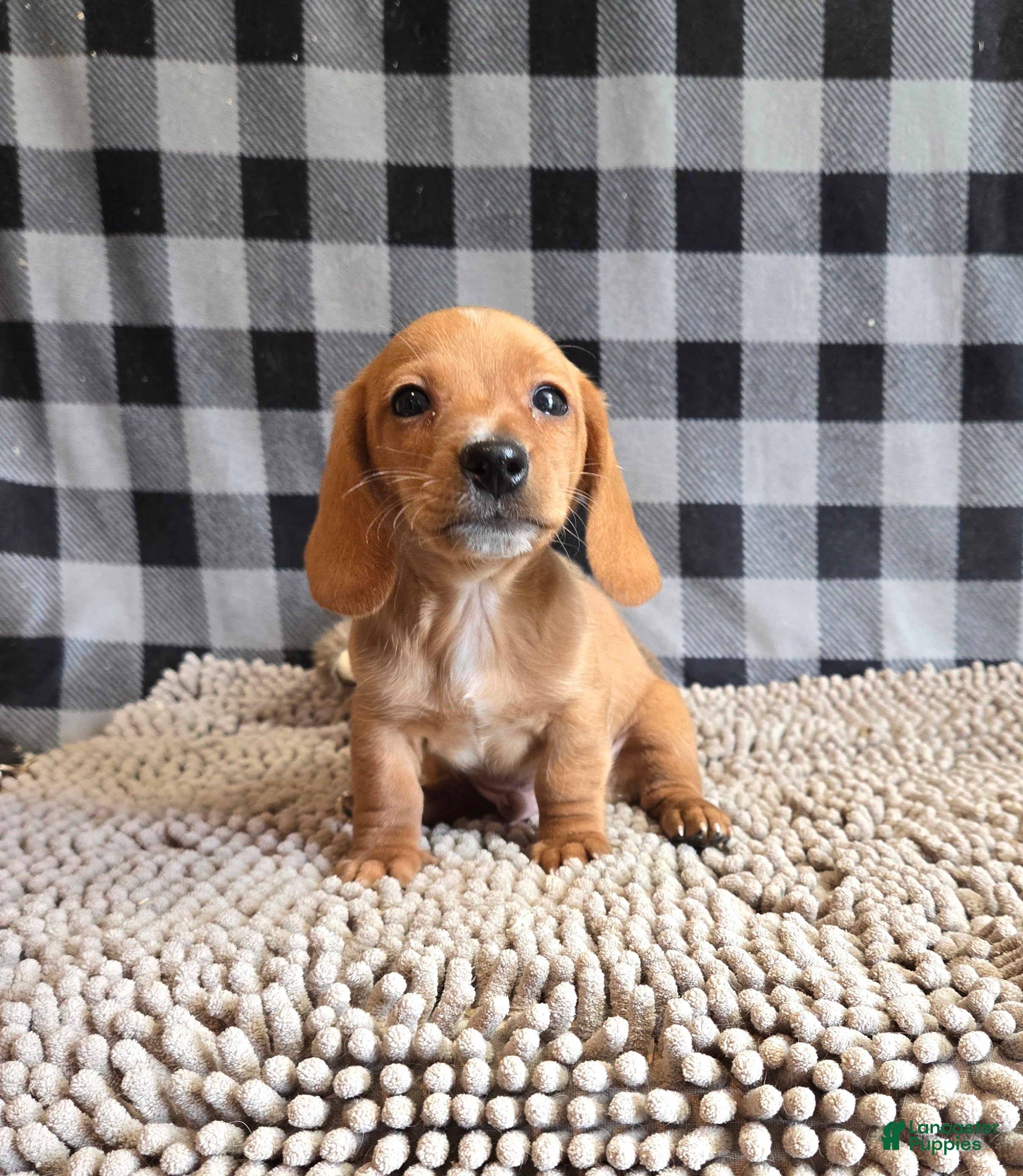Miniature Dachshund dogs Boyd - Ad 2