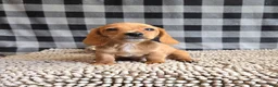 Miniature Dachshund dogs for sale: Boyd - Ad 2