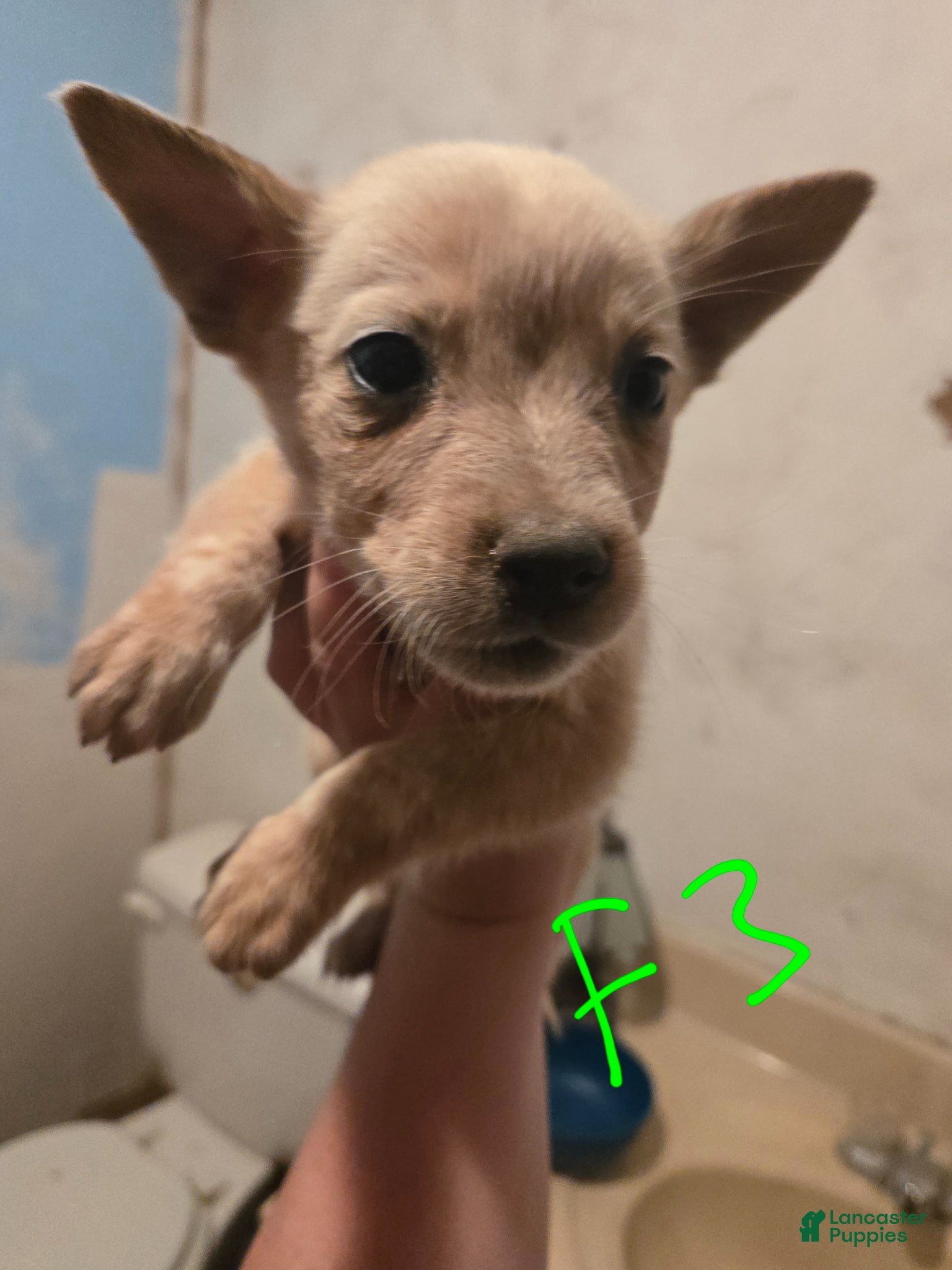 Australian Cattle Dog dogs Daisy - Ad 41