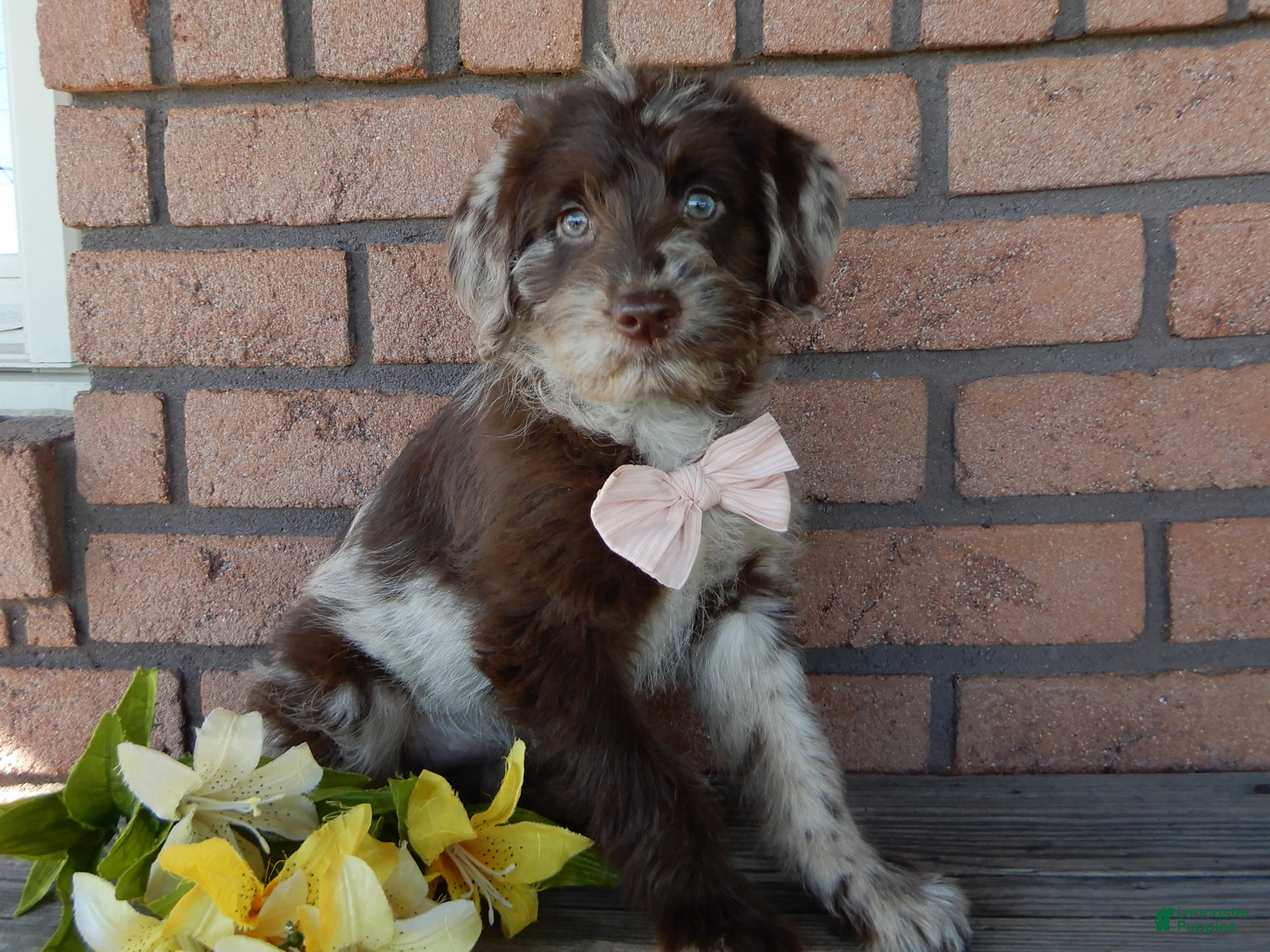 Labradoodle dogs Skye - Ad 13