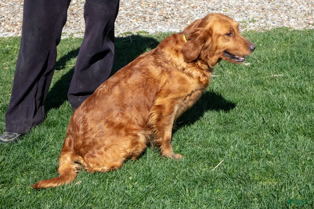 Golden Retriever dogs for sale: Truffle - Ad 4