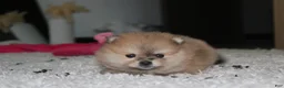 Pomeranian dogs for sale: Honey  - Ad 4