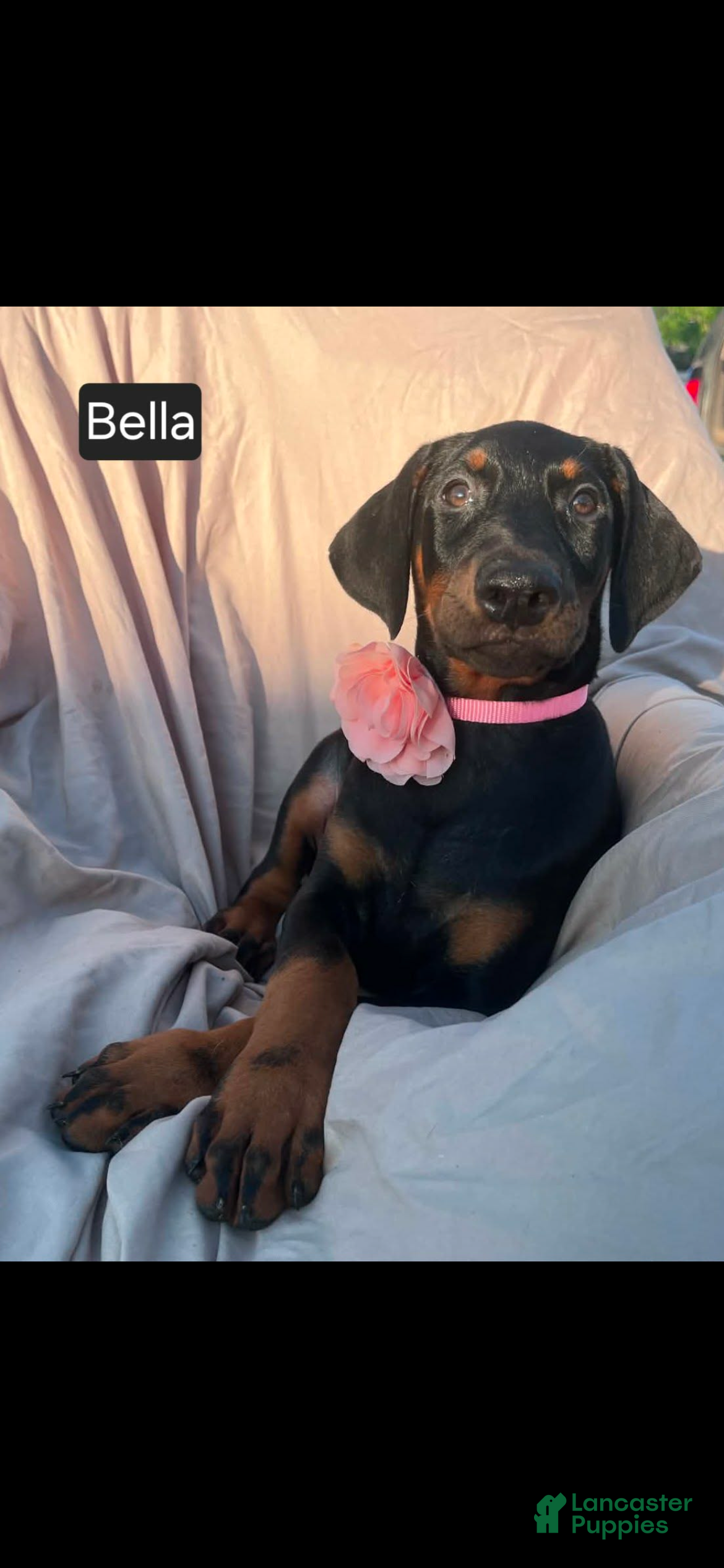 Doberman Pinscher dogs Bella WEEKEND SPECIAL $250 OFF! - Ad 1