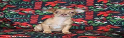 Chihuahua dogs for sale: Lexi   - Ad 4