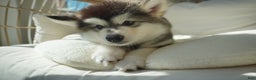 Alaskan Malamute dogs for sale: Dong Dong - Ad 6