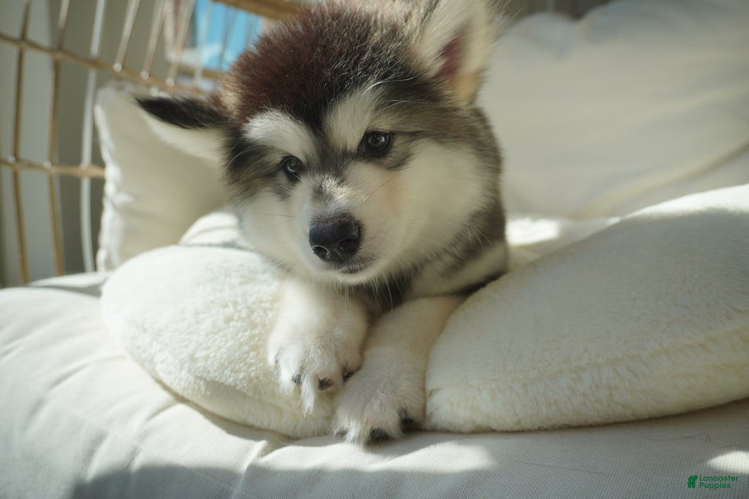 Alaskan Malamute dogs for sale: Dong Dong - Ad 6