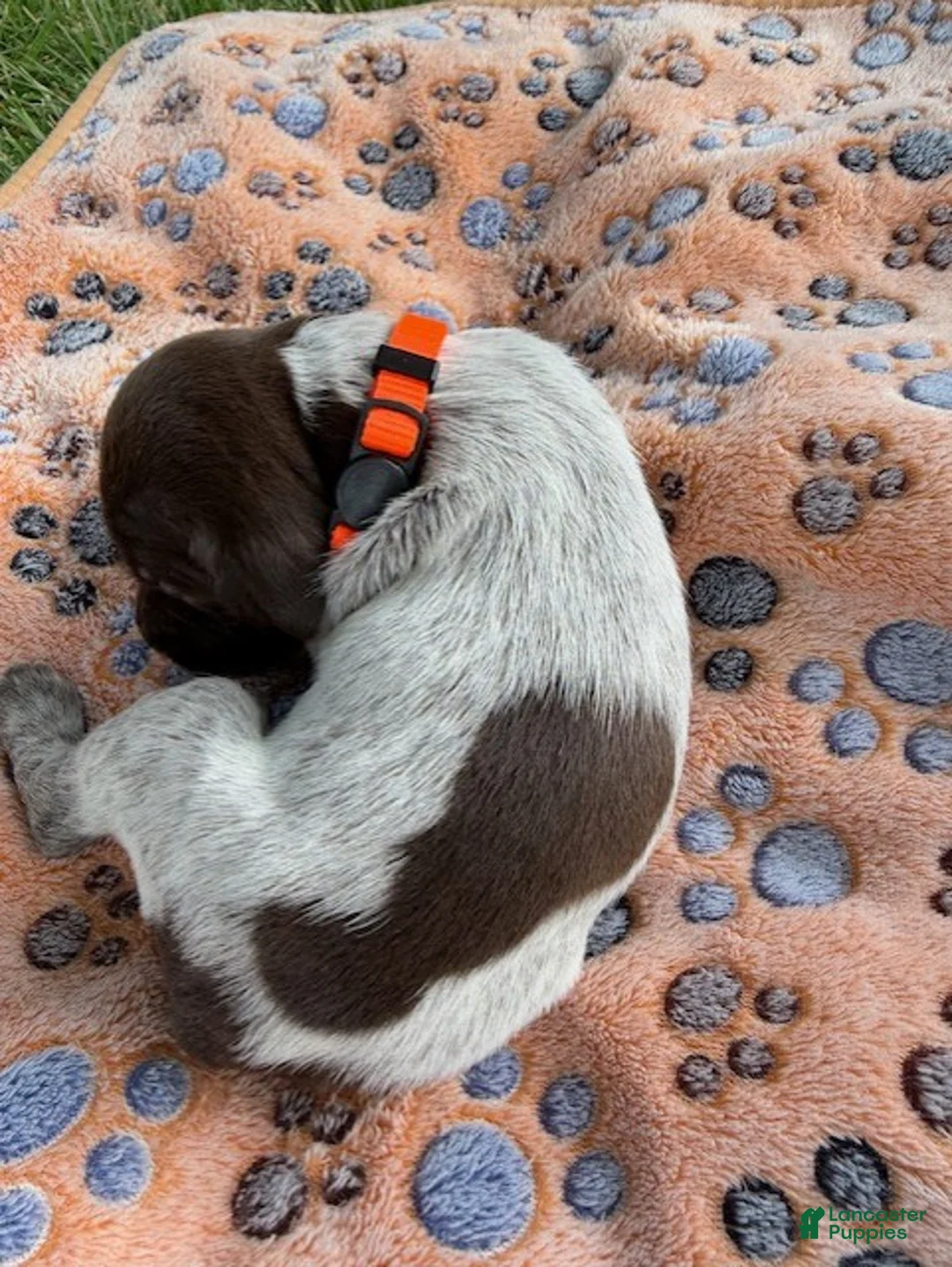 Wirehaired Pointing Griffon dogs for sale: Puppy 10 - Ad 2