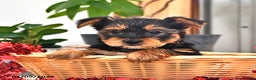 Mixed Breed dogs for sale: Cindy - Ad 3