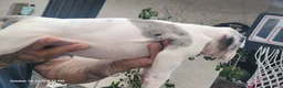 Mixed Breed dogs for sale: Mixed Breed 3 - Ad 4