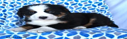 Bernese Mountain Dog dogs for sale: Jake - Ad 2