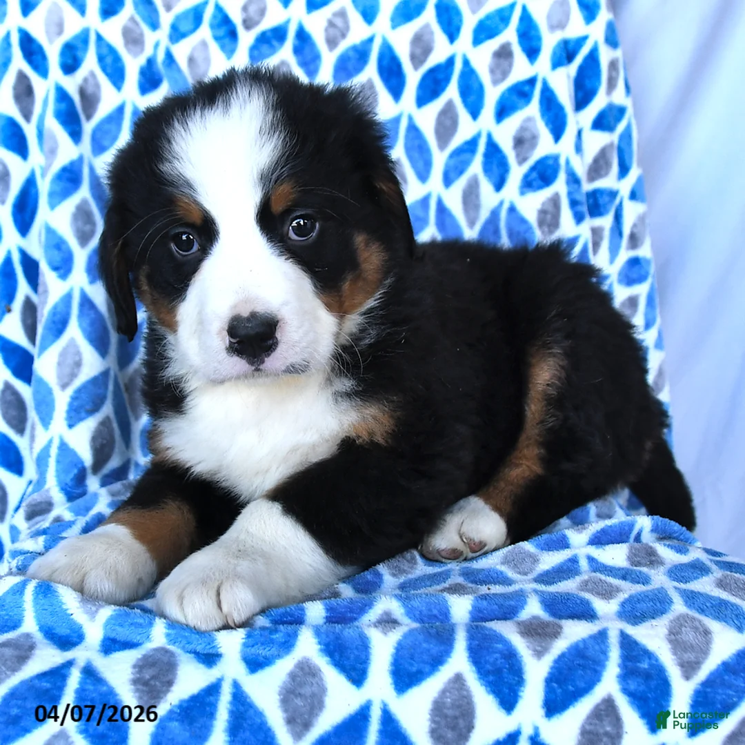 Bernese Mountain Dog dogs for sale: Jake - Ad 2