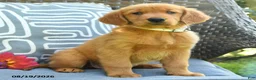 Golden Retriever dogs for sale: Melissa - Ad 4