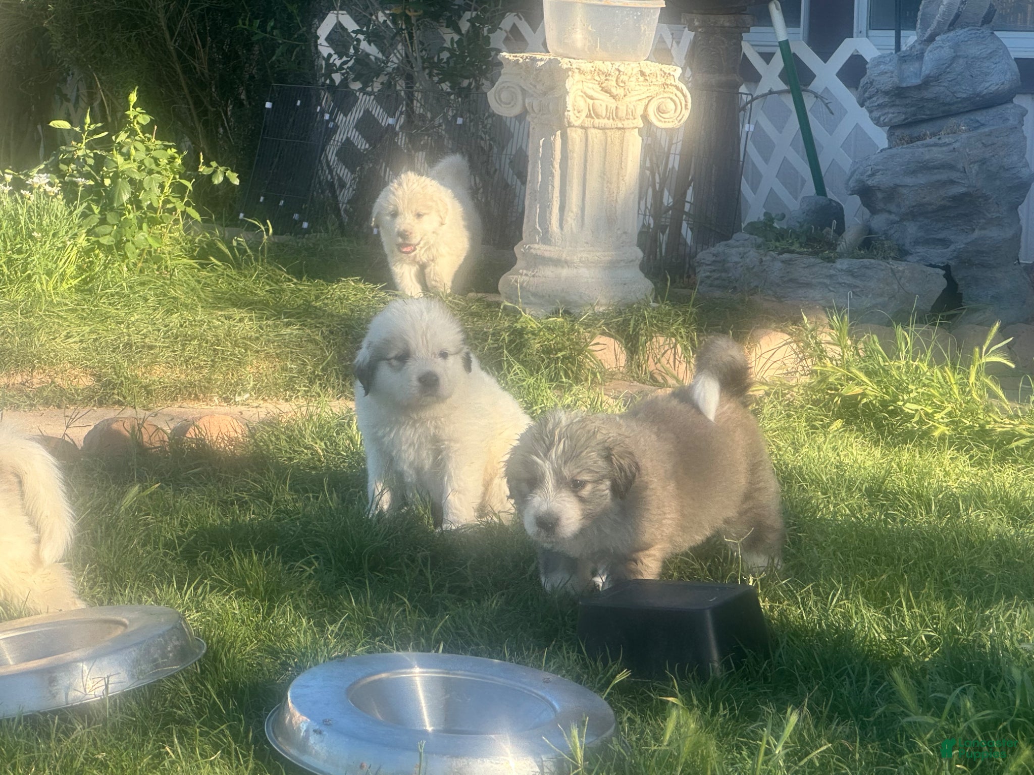 Mixed Breed dogs Mixed Breed Puppy 6 - Ad 37