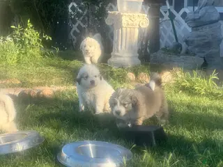 Mixed Breed dogs Mixed Breed Puppy 6 - Ad 37