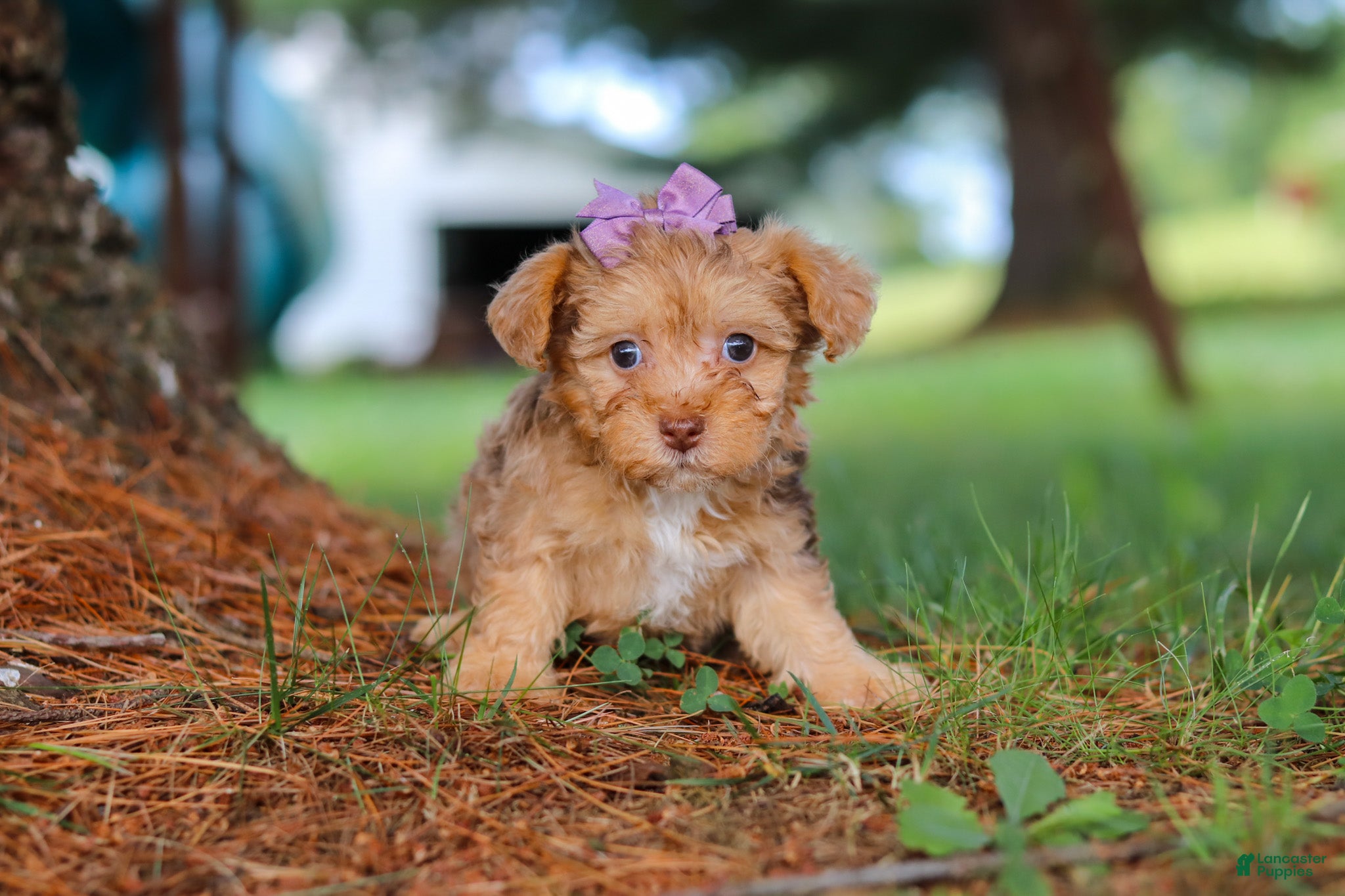 Yorkiepoo dogs Zoey - Ad 1