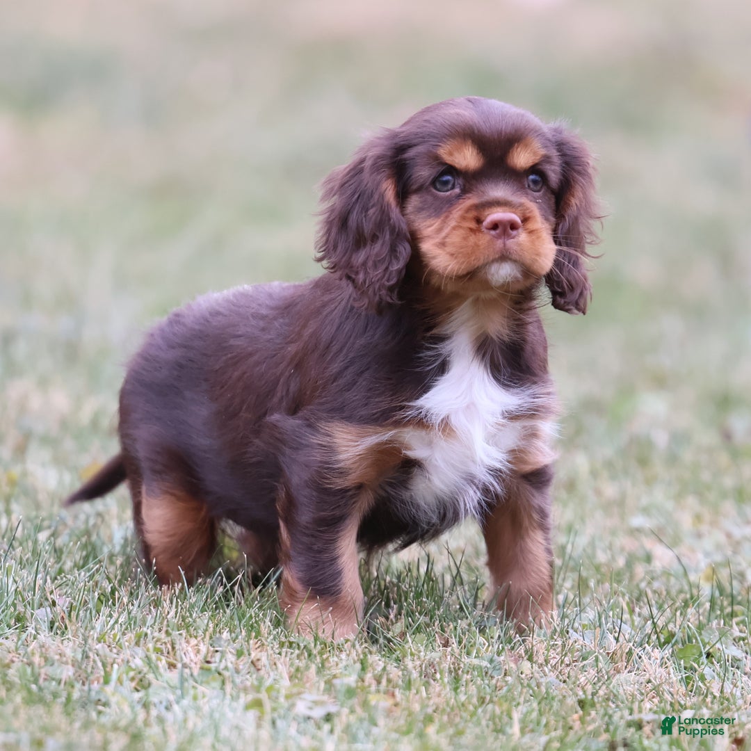 Cavalier King Charles Spaniel dogs for sale: Butterfinger - Ad 1