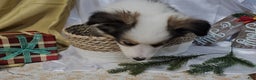 Shetland Sheepdog dogs for sale: Jingle - Ad 2