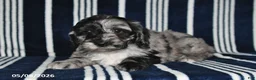Cockapoo dogs for sale: Oreo - Ad 3