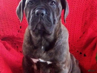Cane Corso dogs Milo - Ad 18