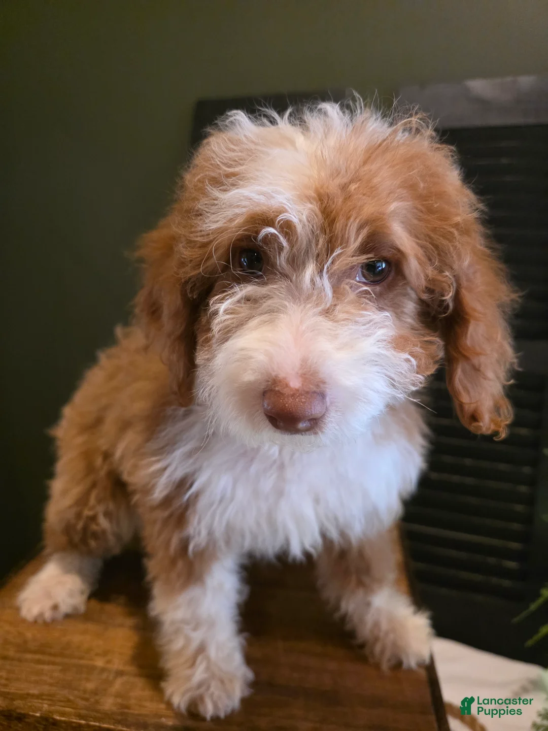 Mini Aussiedoodle dogs for sale: Rosie  - Ad 13
