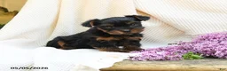 Yorkshire Terrier dogs for sale: Tao - Ad 4