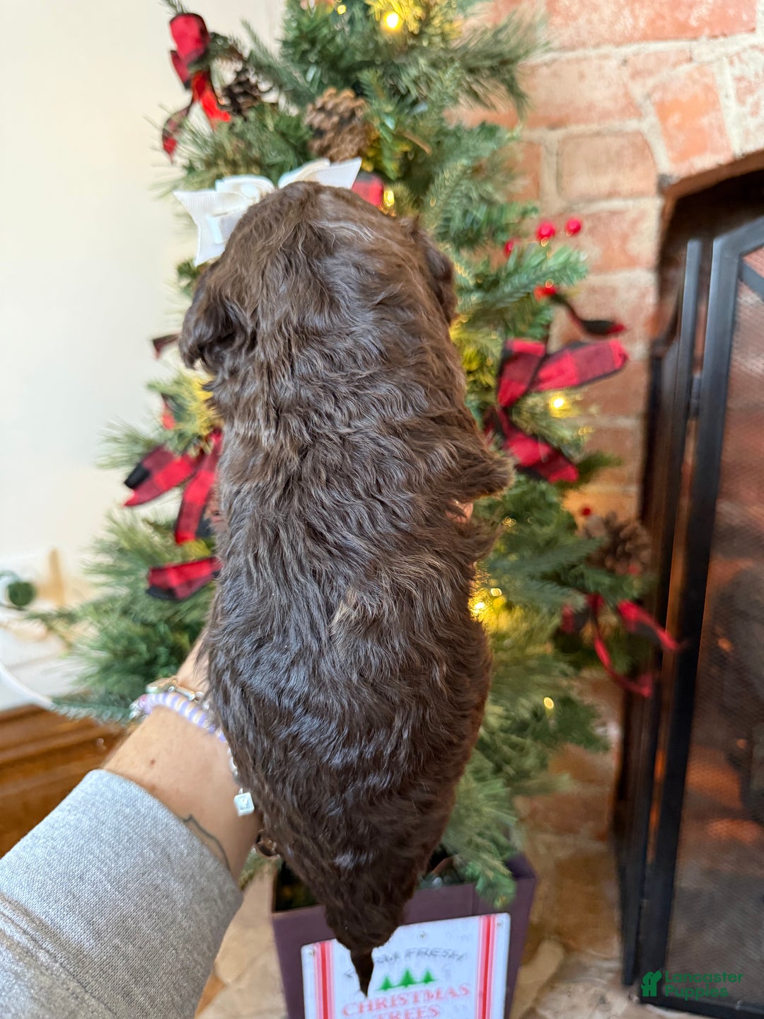 Mixed Breed dogs for sale: Pearl - Ad 6