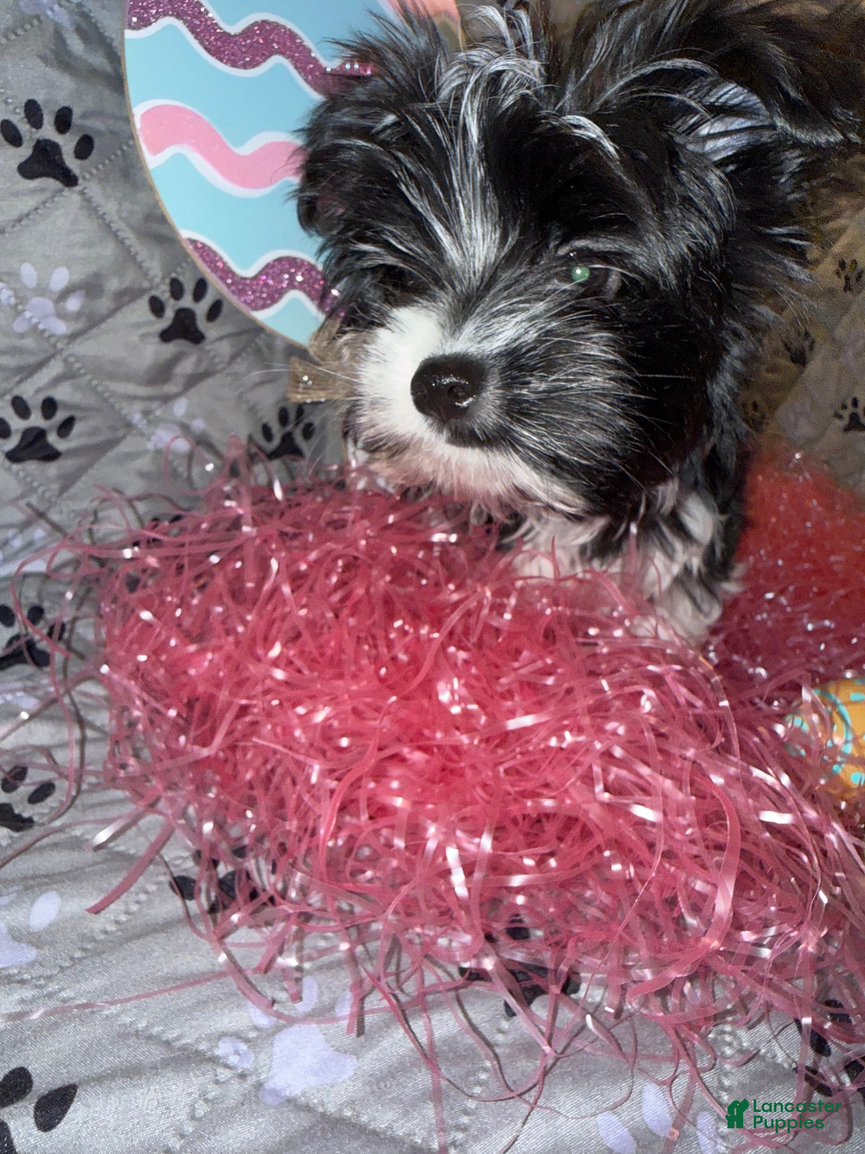 Yorkshire Terrier dogs for sale: Princess - Ad 7