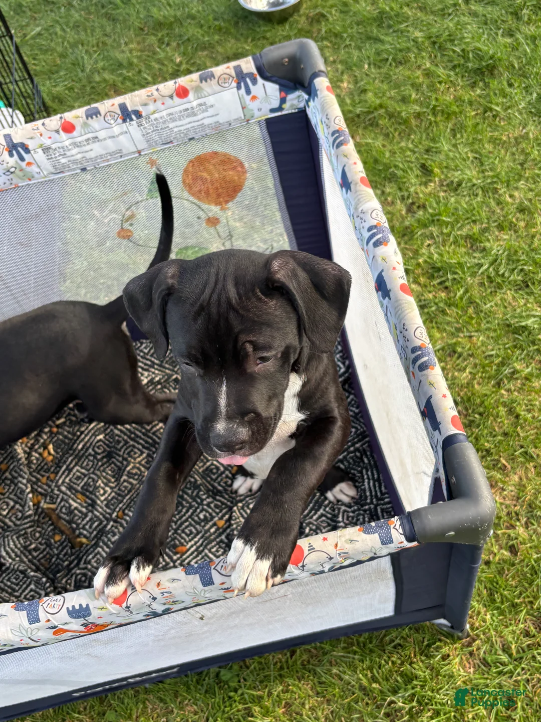 American Pit Bull Terrier dogs for sale: Loki - Ad 2